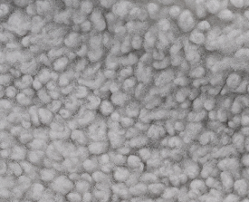 Pale curled wool texture reference